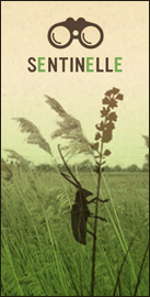 image-sentinelle
