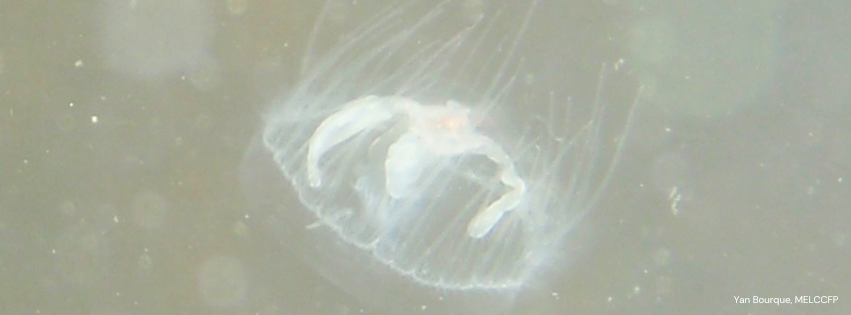 Méduse eau douce Yan Bourque melccfp